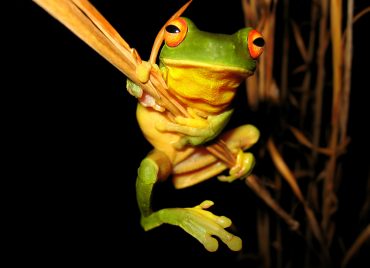 04-Litoria-chloris-hanging-ds-b