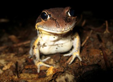 14-Limnodynastes-terrareginae-Scarlet-Sided-Pobblebonk-ds-a