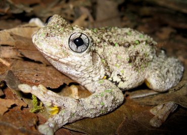16-Litoria-peronii-Emerald-Spotted-Tree-Frog-ds-a