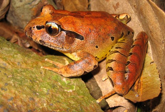 19-Mixophyes-fleayi-Fleays-Barred-Frog-ds-a