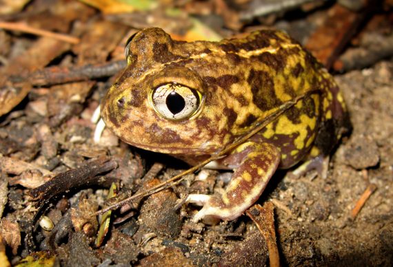 22-Neobatrachus-sudelli-Painted-Burrowing-Frog-a