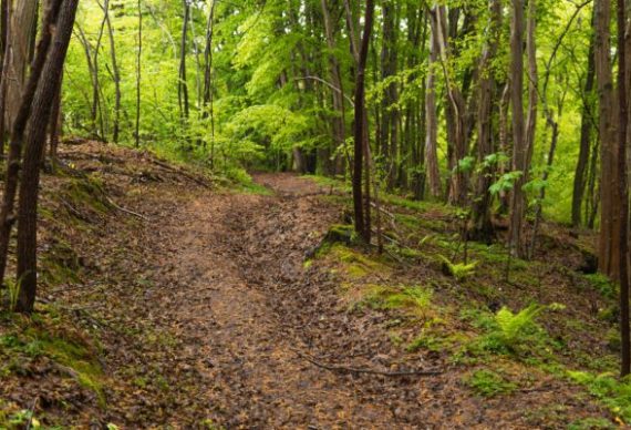 The Enrico Romanazzi trail